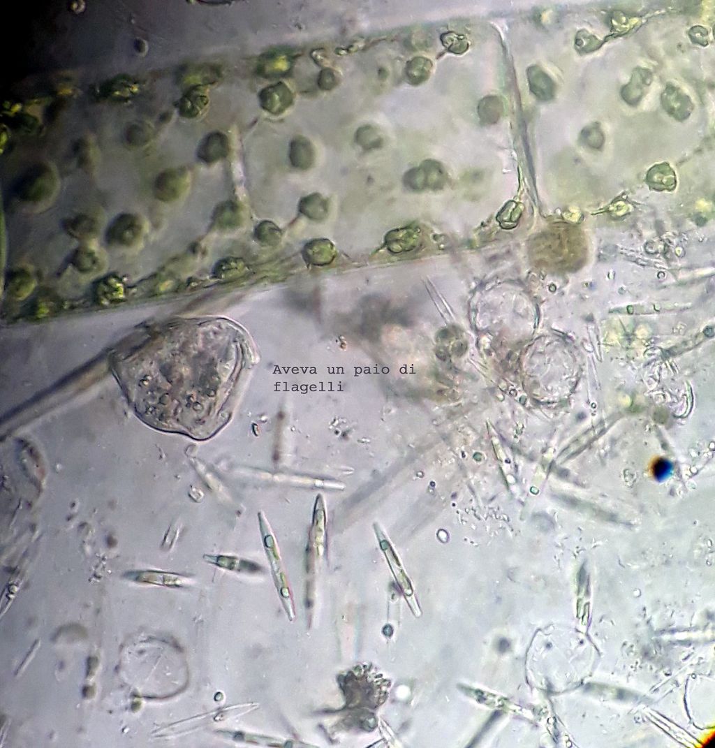 Diatomee o Euglene vasche giardino botanico